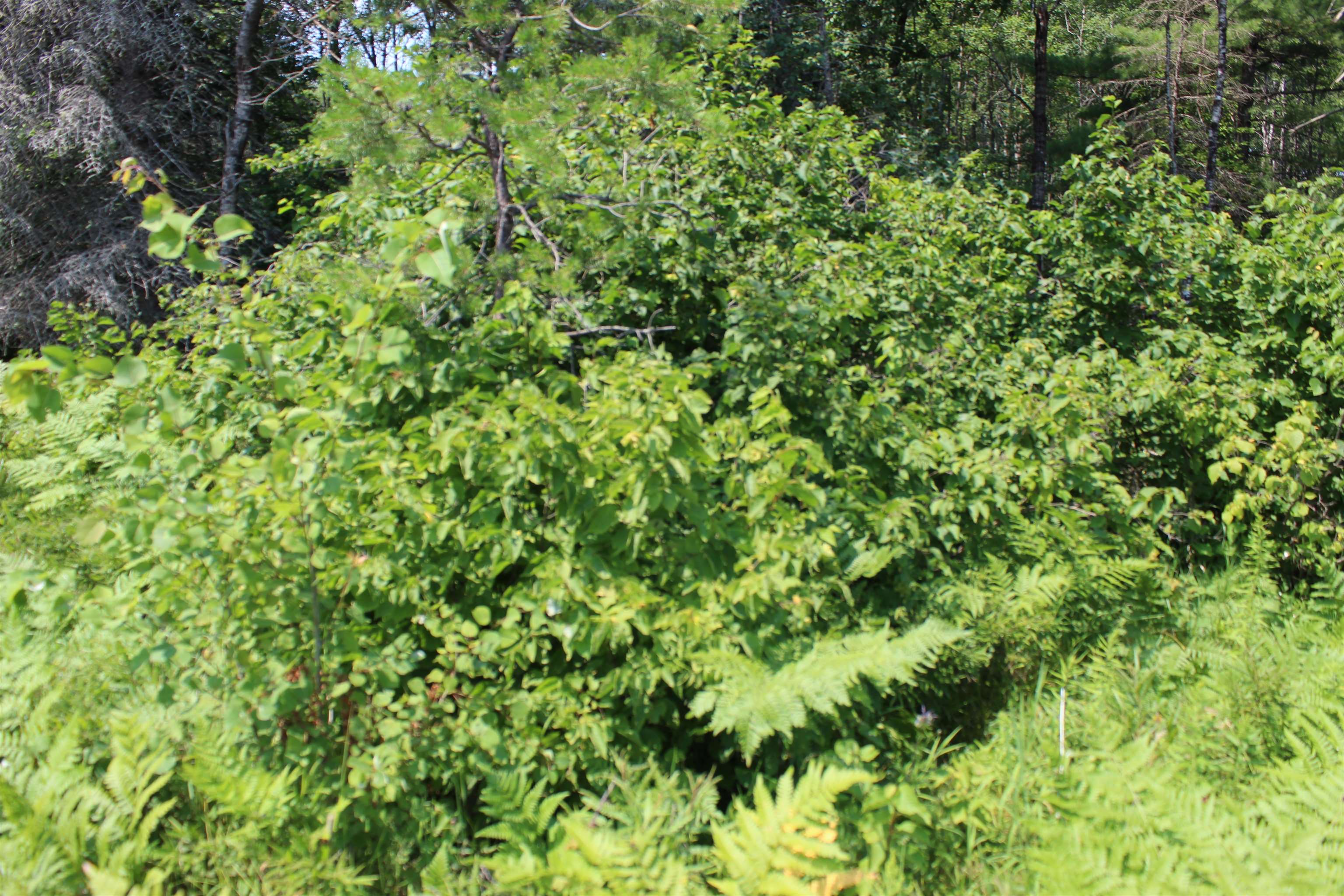 Food Source for wild life on this property along with water!