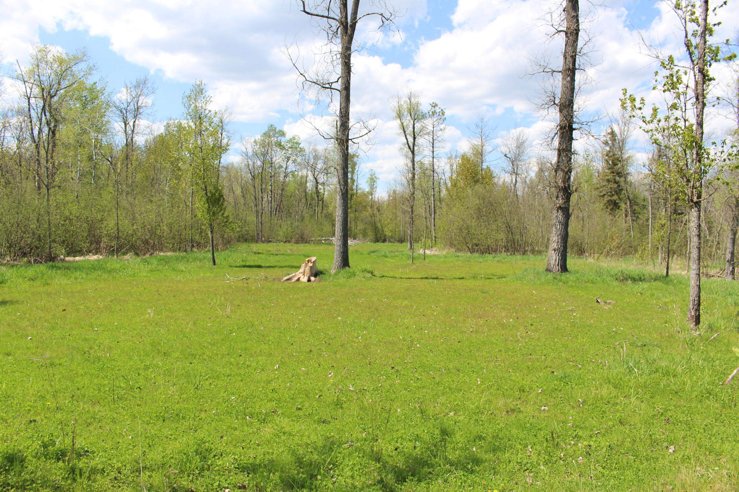 Winter rye currently growing in food plot