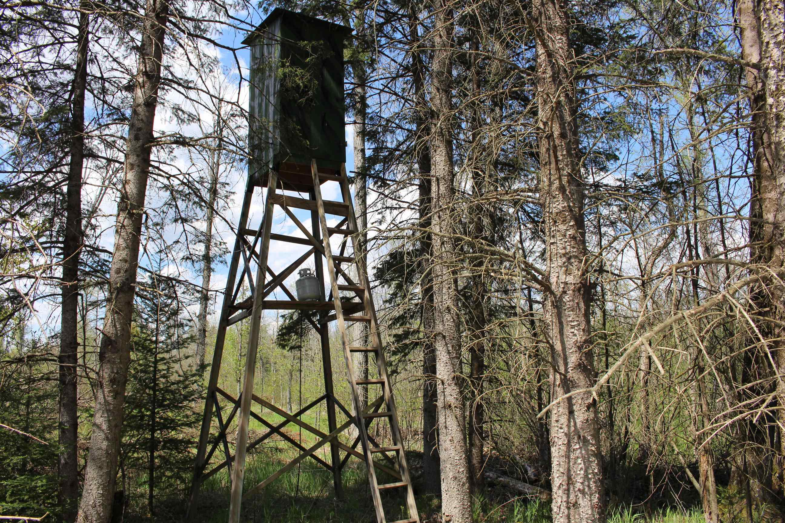 Overlooking the food plot