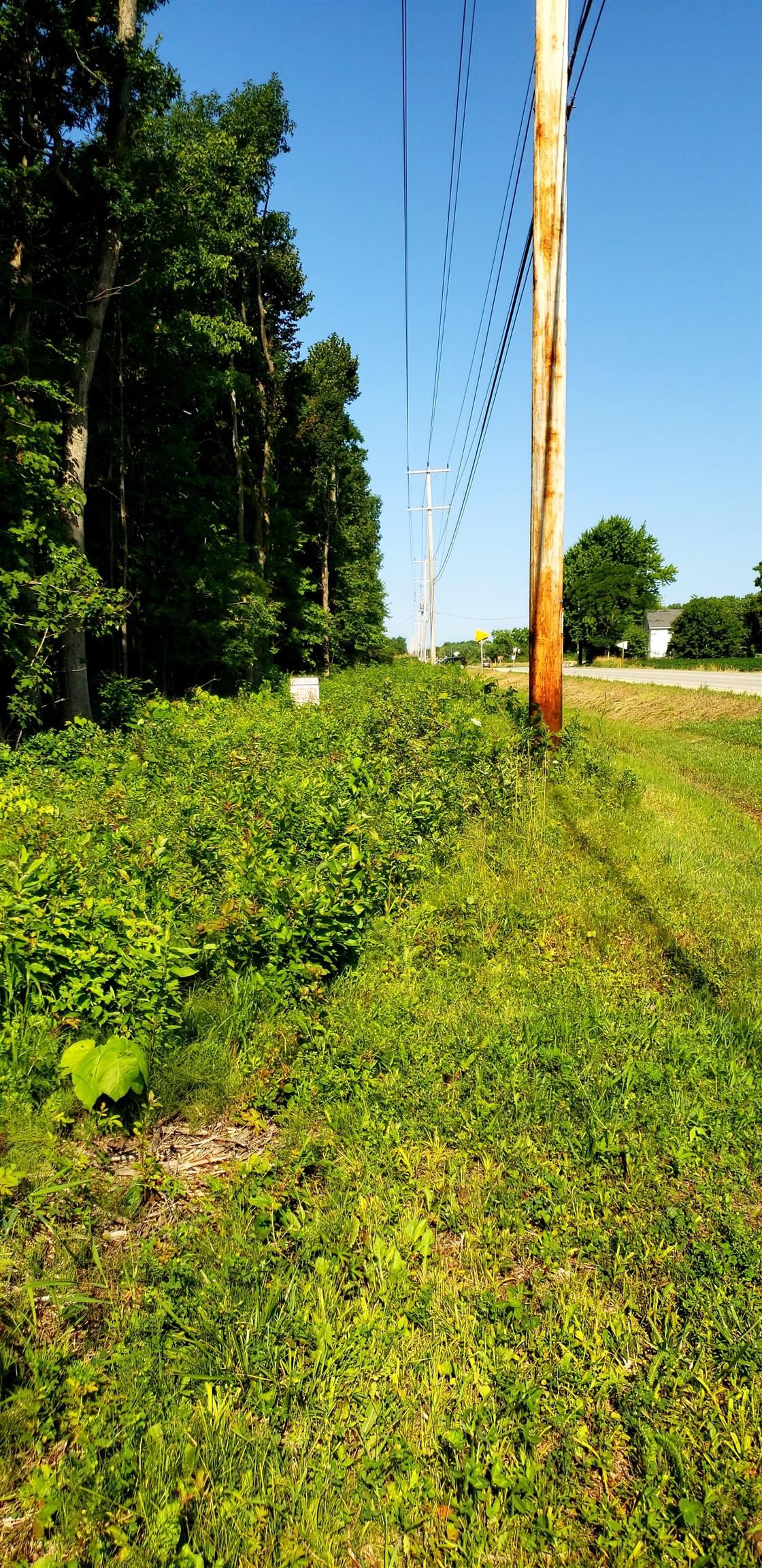 TDS Telecom buried cable line at property line